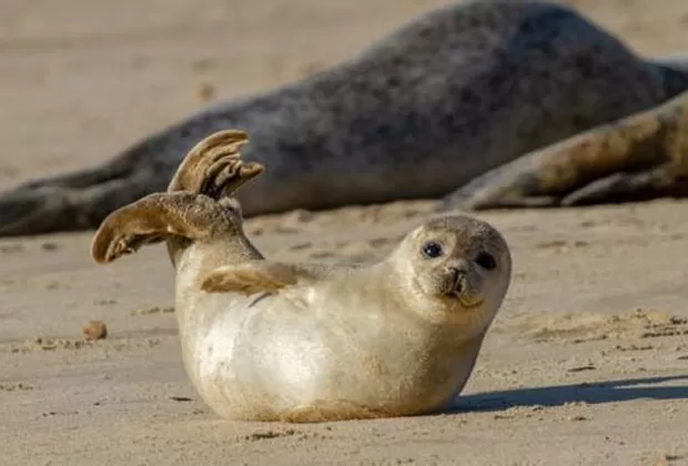 animales extintos por el hombre
