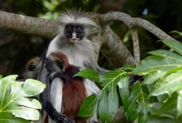 animales extintos por el hombre