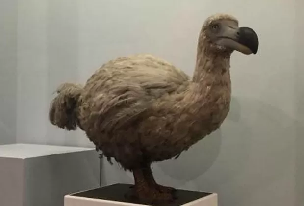 animales extintos por el hombre