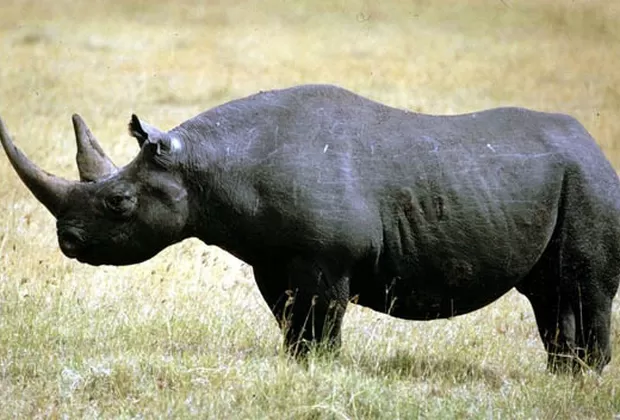 animales extintos por el hombre