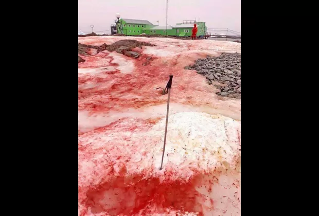 hielo rojo antartida
