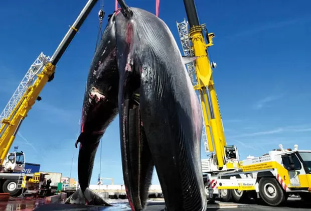 accidentes de ballenas