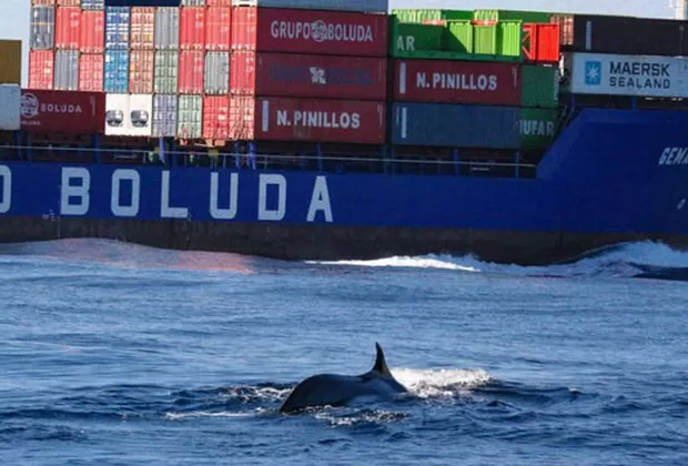 ballenas en peru accidentes