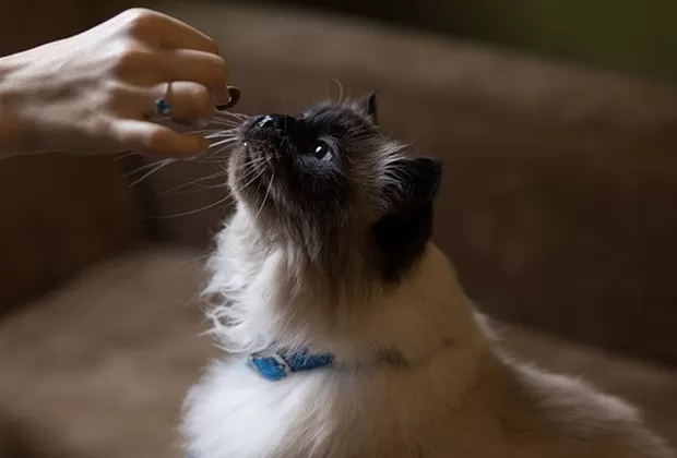 Cuándo cambiar la comida de mi mascota