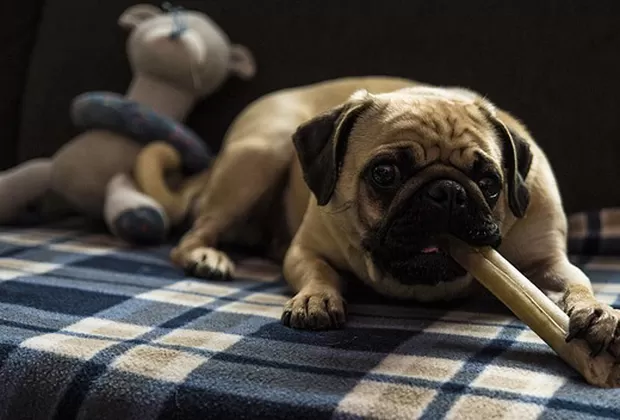 Cuándo cambiar la comida de mi mascota