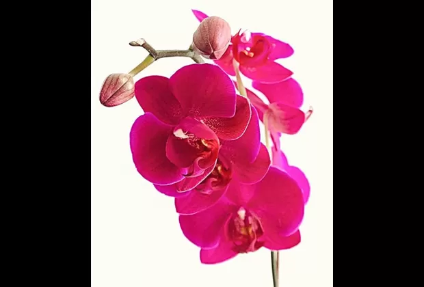 como cuidar las orquideas