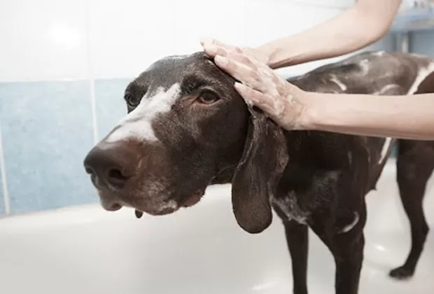como hacer shampoo casero para perro