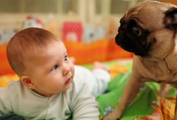 ¿Cómo preparar a tu perro para la llegada del bebé?