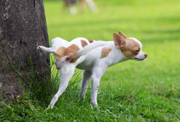 ¿Cómo saber si mi perro está en celo?