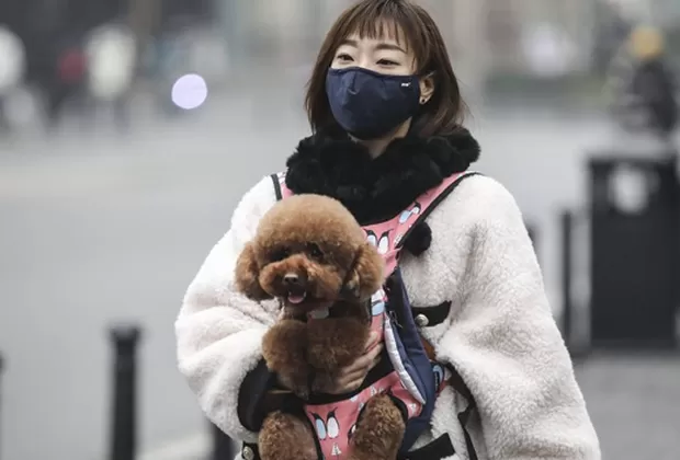 coronavirus y mascotas