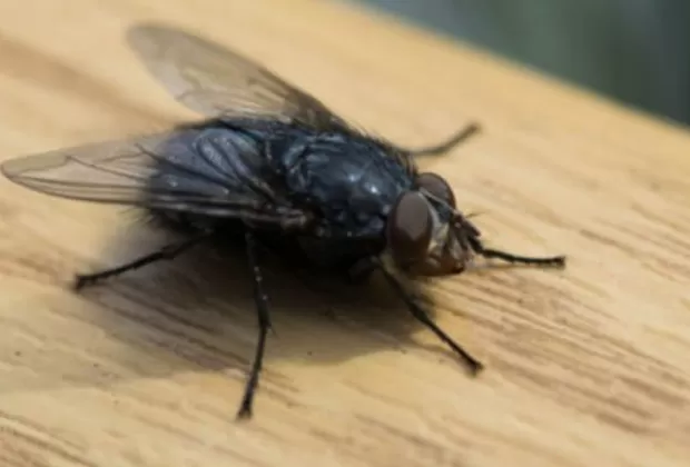 ¿Las moscas pueden trasladar el coronavirus?