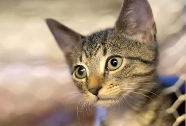 ¿El pelo de la mascota es transmisor del coronavirus?