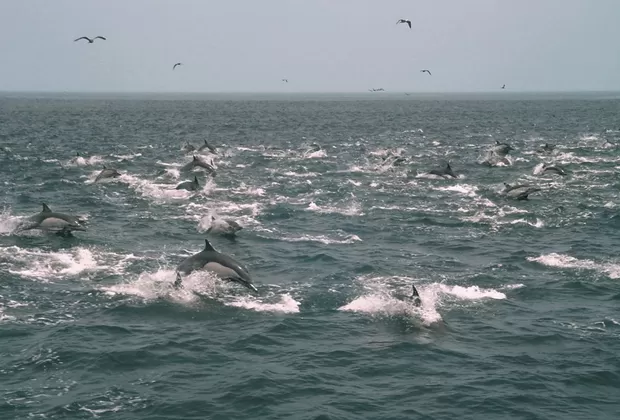Cuando sepas quiénes limpian las playas de Paracas, ¡querrás imitarlos!