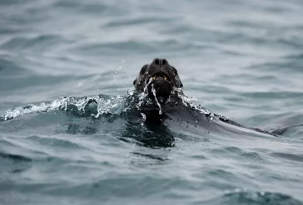 Cuando sepas quiénes limpian las playas de Paracas, ¡querrás imitarlos!