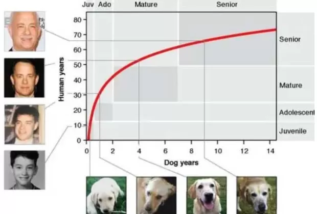 cuantos años humanos equivalen a los de un perro