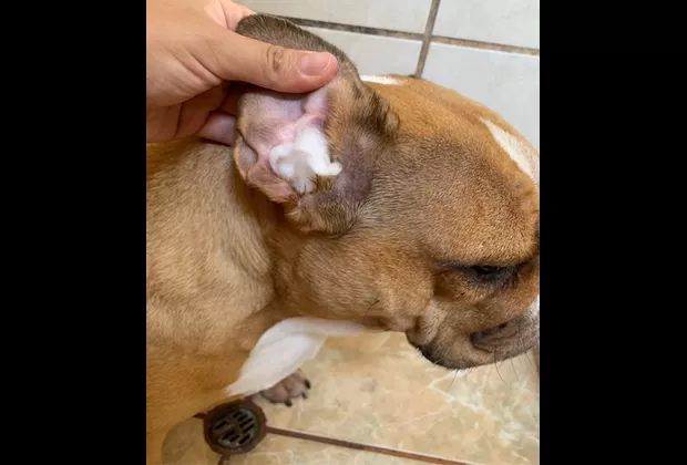 ¿Cómo bañar a tu mascota en casa durante la cuarentena?