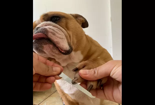 ¿Cómo bañar a tu mascota en casa durante la cuarentena?