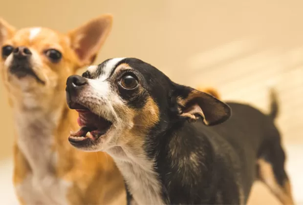 ¿Por qué sientes que tu perro ladra más últimamente?