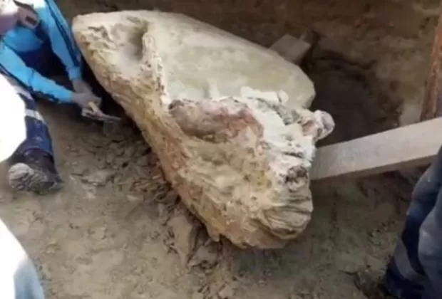 Cusco: hallan fósil de toxodonte, mamífero prehistórico extinto hace 4 millones de años