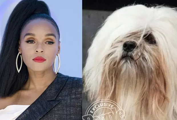 La Dama y el Vagabundo Live Action 