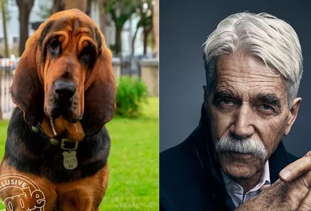 La Dama y el Vagabundo Live Action 