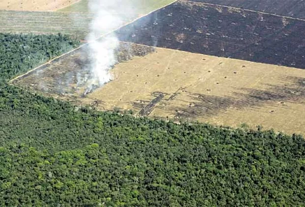 ¿Por qué están desapareciendo los insectos?