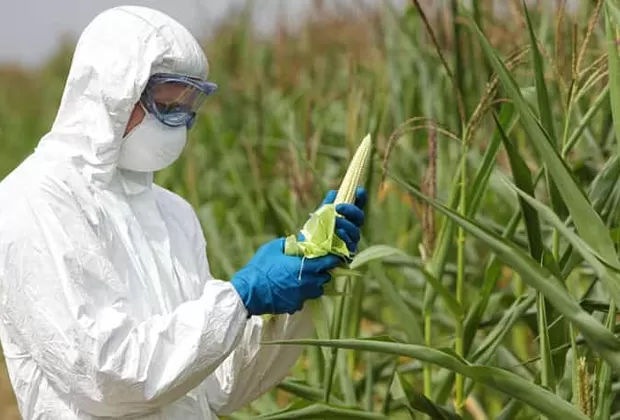 ¿Por qué están desapareciendo los insectos?