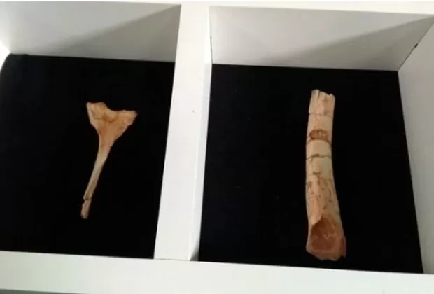 Descubren al Vespersaurus paraensis, nueva especie de dinosaurio hallada en Brasil