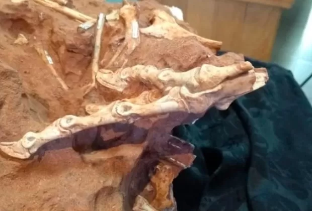Descubren al Vespersaurus paraensis, nueva especie de dinosaurio hallada en Brasil