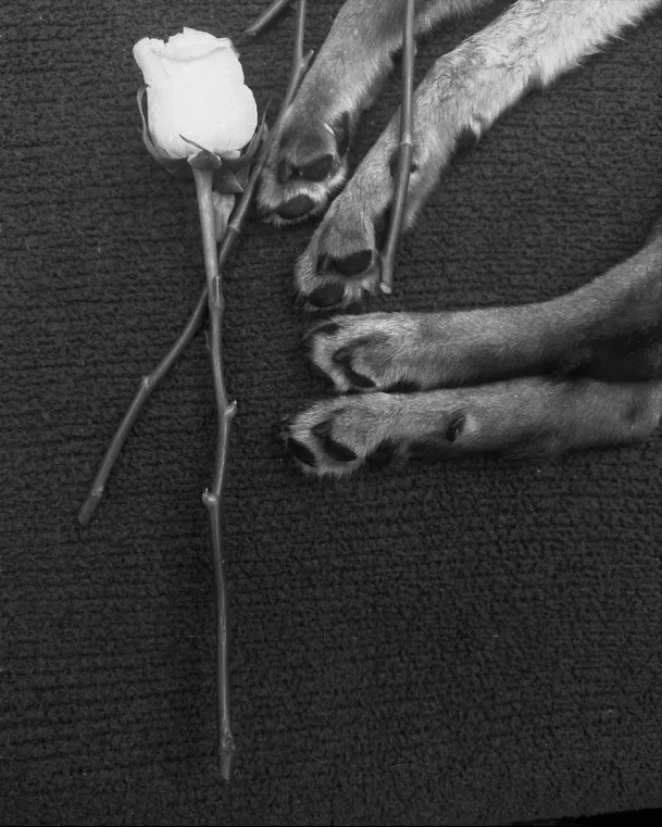 La cantante compartió fotografías junto a su perrita y le dedicó unas emotivas palabras tras más de 17 años de compañia/Fotos: IG:@arianagrande La cantante compartió fotografías junto a su perrita y le dedicó unas emotivas palabras tras más de 17 años de compañia/Fotos: IG:@arianagrande