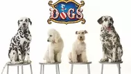 ‘Dogs’, el circo que reúne a los perros más famosos del cine llega a Lima