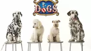 DOGS: Gana entradas dobles para el mejor espectáculo de los perros más famosos del cine