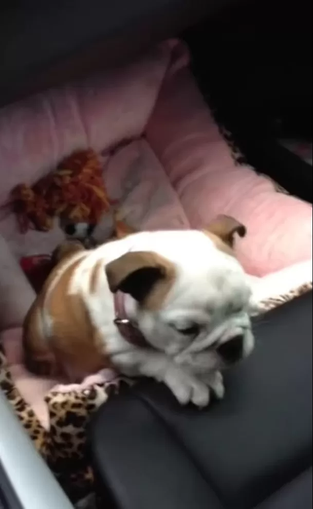 Fiona, la mascota de Eugenio Derbez y Alessandra Rosaldo / Captura Instagram Fiona, la mascota de Eugenio Derbez y Alessandra Rosaldo / Captura Instagram