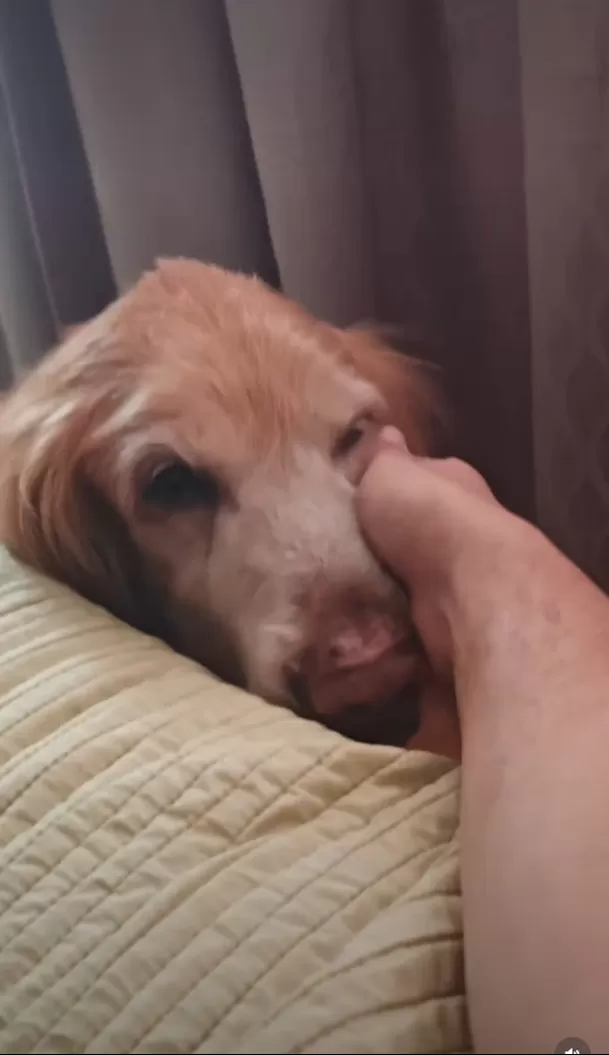 Junior Silva recordó a su mascota Bronquito con un emotivo video en el que expresó cuánto le cuesta vivir sin él y le dedicó unas sentidas palabras al cumplirse un mes de su partida/ Captura IG Junior Silva recordó a su mascota Bronquito con un emotivo video en el que expresó cuánto le cuesta vivir sin él y le dedicó unas sentidas palabras al cumplirse un mes de su partida/ Captura IG