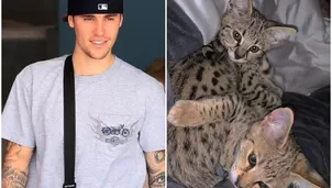 El cantante canadiense Justin Bieber fue criticado por comprar dos felinos de raza exótica / Video: Instagram