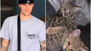 El cantante canadiense Justin Bieber fue criticado por comprar dos felinos de raza exótica / Video: Instagram