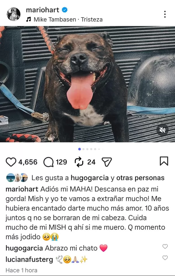 Mario Hart llora por muerte de su mascota y publica desgarrador adiós / Instagram