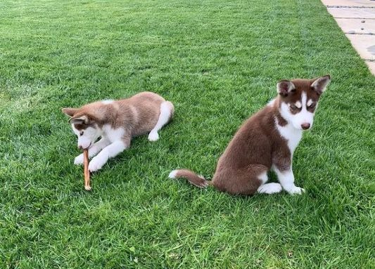 Jack y Jill, las mascotas de Leonardo DiCaprio.