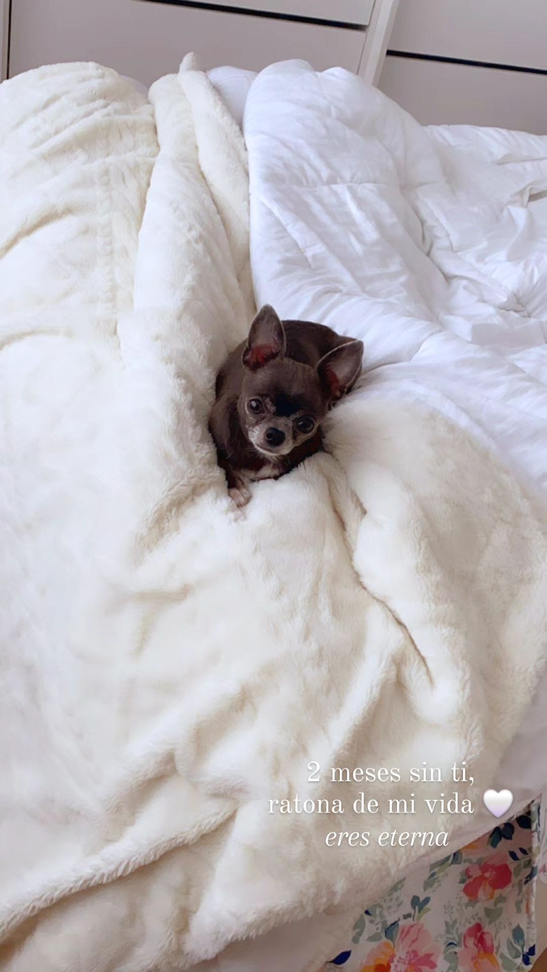 Luciana Fuster recordó a su perrita Savanna con un conmovedor mensaje/Foto: Instagram