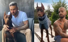 Maluma fue atacado por su perro dóberman y así quedó su rostro  - Noticias de perro