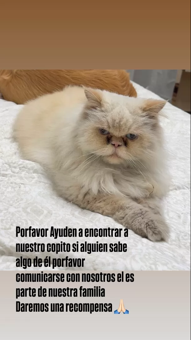 Copito, el gato de Melissa Paredes y Anthony Aranda, se perdió hace unos días / IG: @anthonyarandab Copito, el gato de Melissa Paredes y Anthony Aranda, se perdió hace unos días / IG: @anthonyarandab