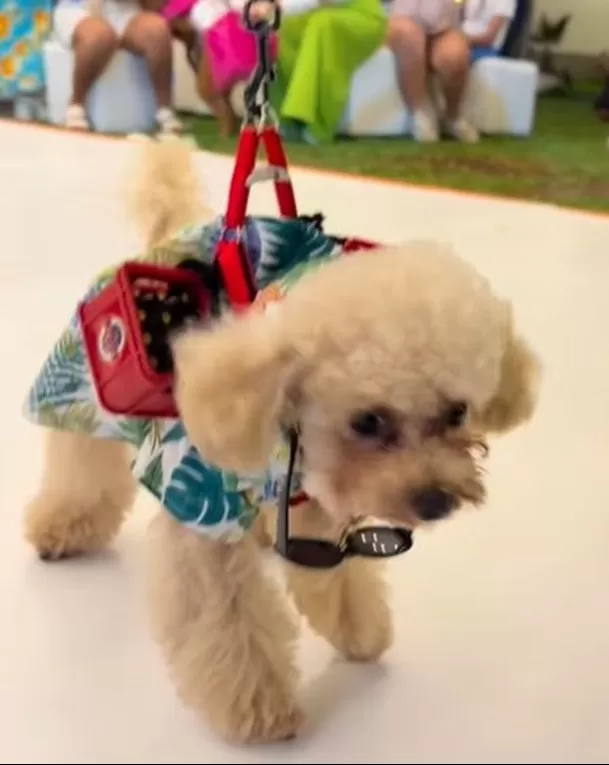 Los invitados de Osito sí que se lucieron para personificar a los icónicos personajes de AFHS. Foto: Instagram