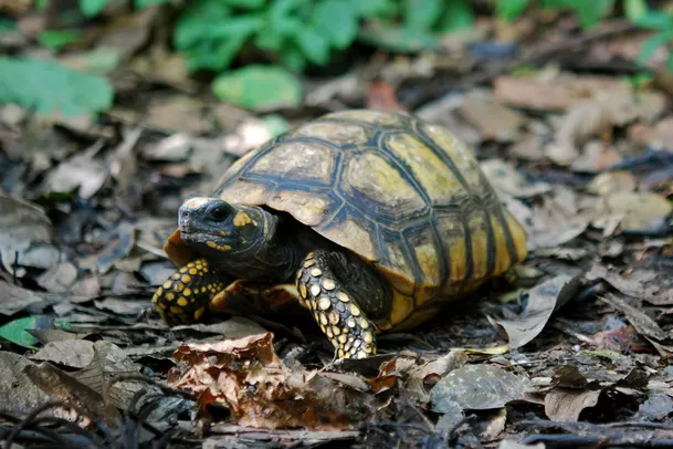 La tortuga motelo de patas amarillas (Chelonoidis denticulata) es una especia vulnerable de la Amazonía / Unión Internacional para la Conservación de la Naturaleza