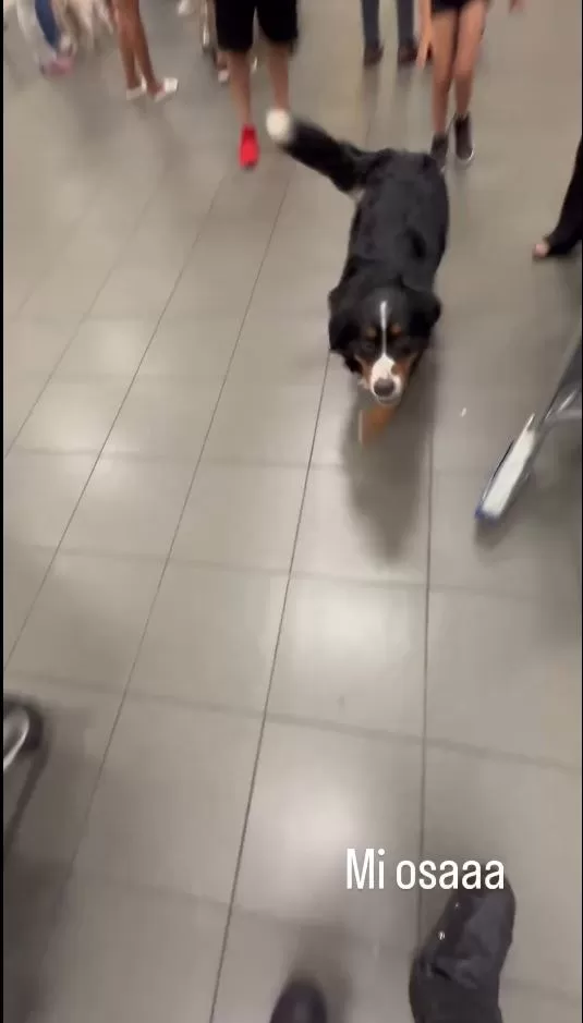 Rosángela Espinoza y su mascota 'Bonita' protagonizaron un tierno reencuentro en pleno Aeropuerto Jorge Chávez/Foto: Instagram