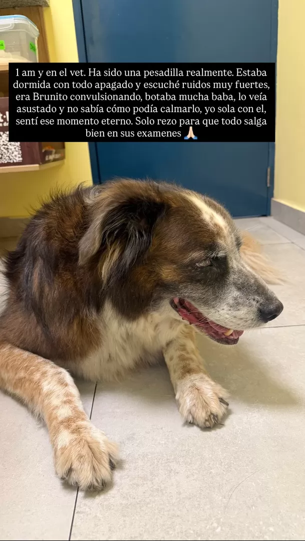 Valeria Piazza tuvo que llevar a Bruno al veterinario en la madrugada / IG: @valepiazzav Valeria Piazza tuvo que llevar a Bruno al veterinario en la madrugada / IG: @valepiazzav