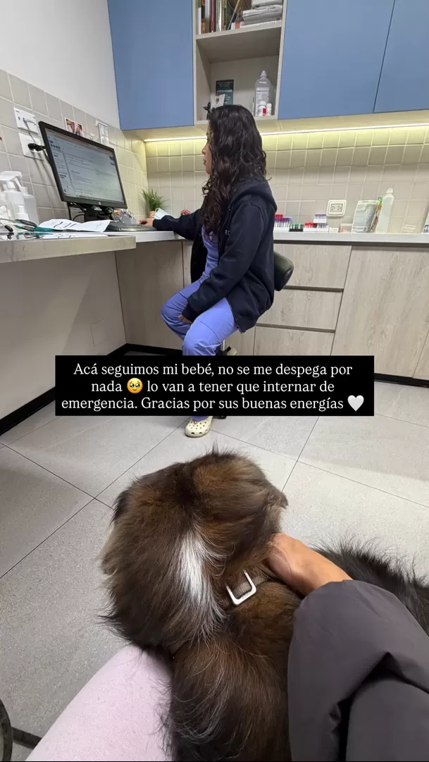 Bruno, el perrito de Valeria Piazza y Pierre Cateriano, tuvo que ser internado / IG: @valepiazzav Bruno, el perrito de Valeria Piazza y Pierre Cateriano, tuvo que ser internado / IG: @valepiazzav