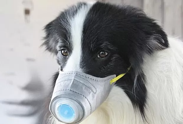 Coronavirus: ¿cómo cuidar a tu mascota en tiempos de cuarentena?