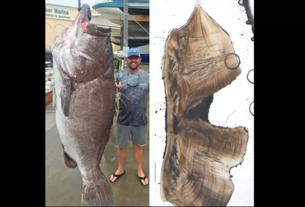 Estados Unidos: Pescan en Florida un mero de Varsovia de 50 años y 158 kilos