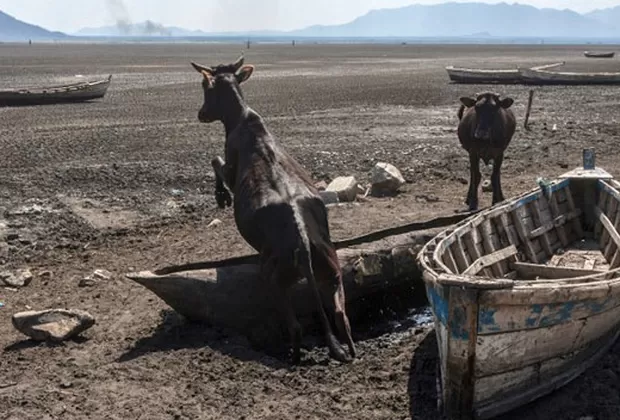 especies afectadas por cambio climático