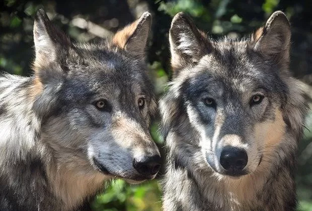 ¿Cuál es el origen real de los perros?